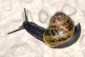 Cornu aspersum Ã¢â¬â garden snail Royalty Free Stock Photo